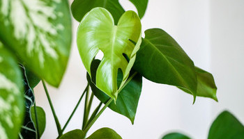 Houseplants 101