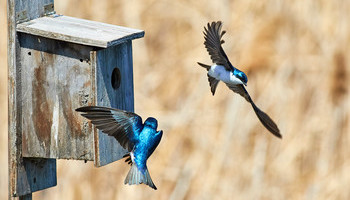 Plan And Build A Birdhouse For Various Birds