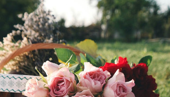 Rose Care And Privacy Plants