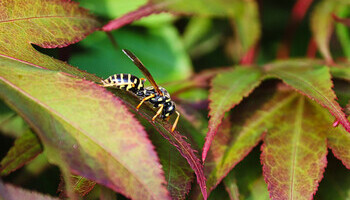 How Not To Get Rid Of Wasps