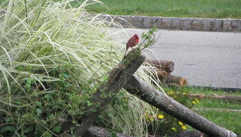 Backyard Bird-watching