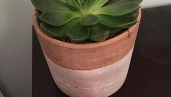 7 Feng Shui Shortcuts