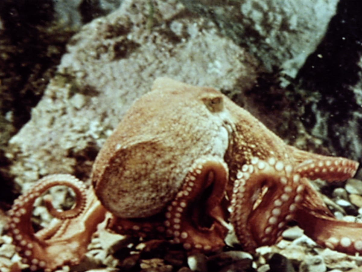 Jean Painlevé: Going Beneath the Surface