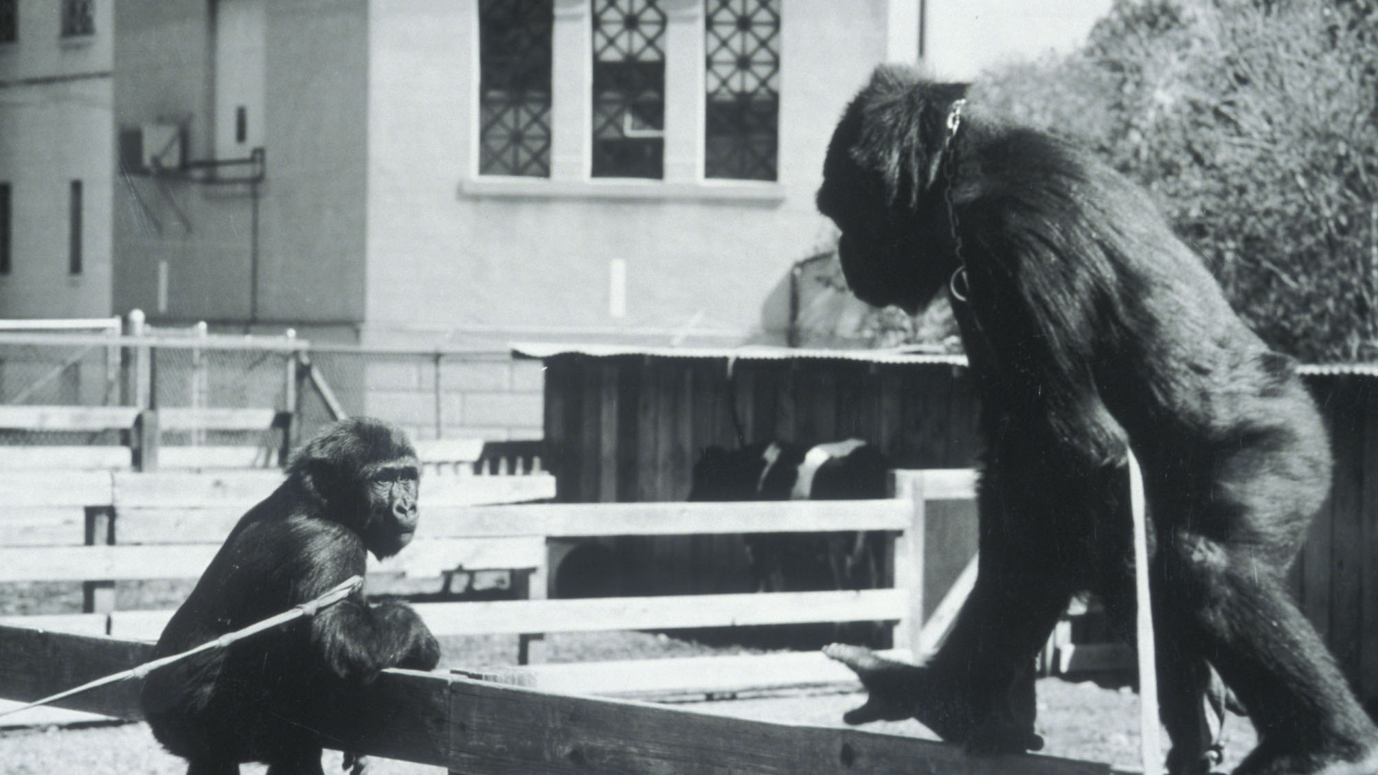 Barbet and Koko: An Equivocal Love Affair