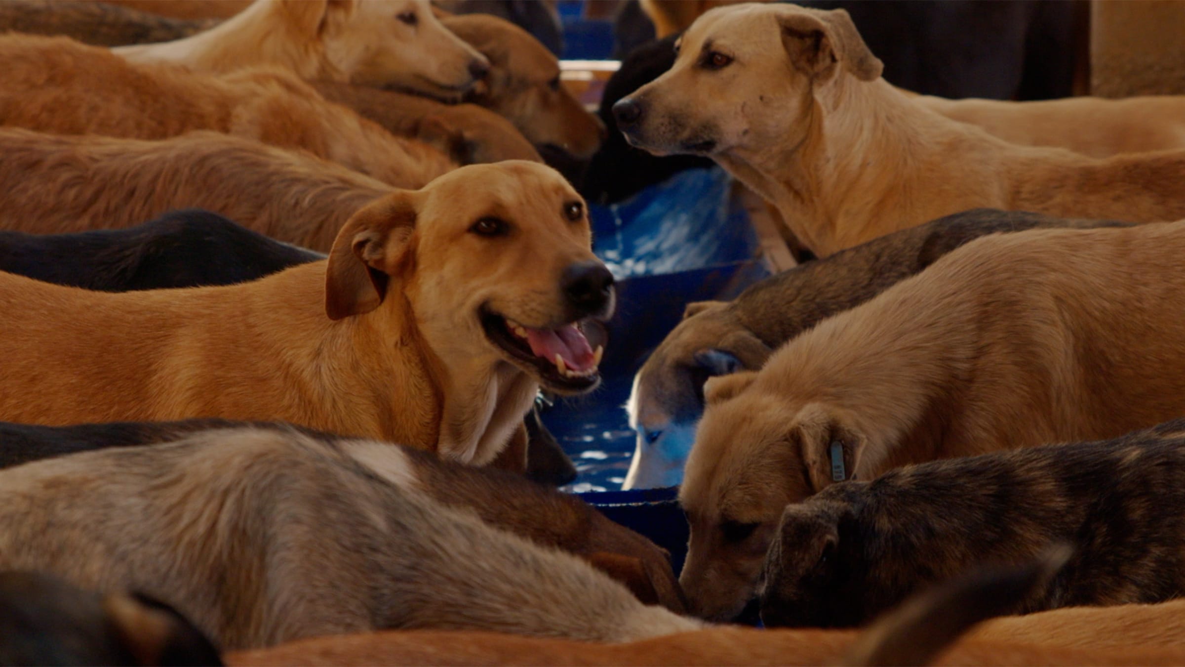 Dog Days: A Conversation with Halima Ouardiri