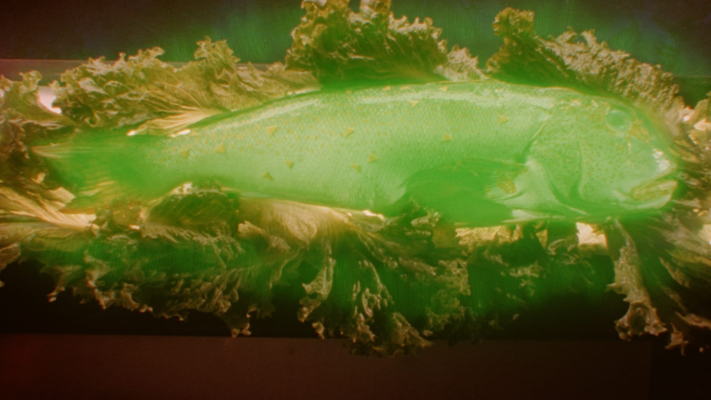 <i>Fresh Kill:</i> Fluid Transmission