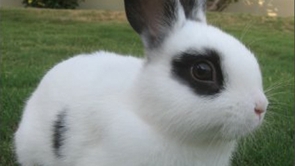 Frank Kozik’s Top 10