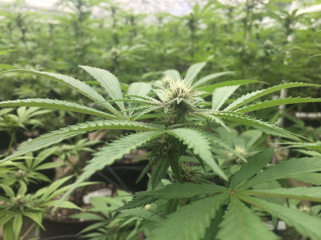 Cannabis Solution™ Professionals