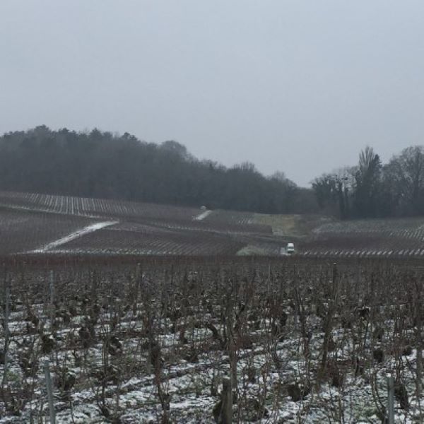 photo of snowy vineyard