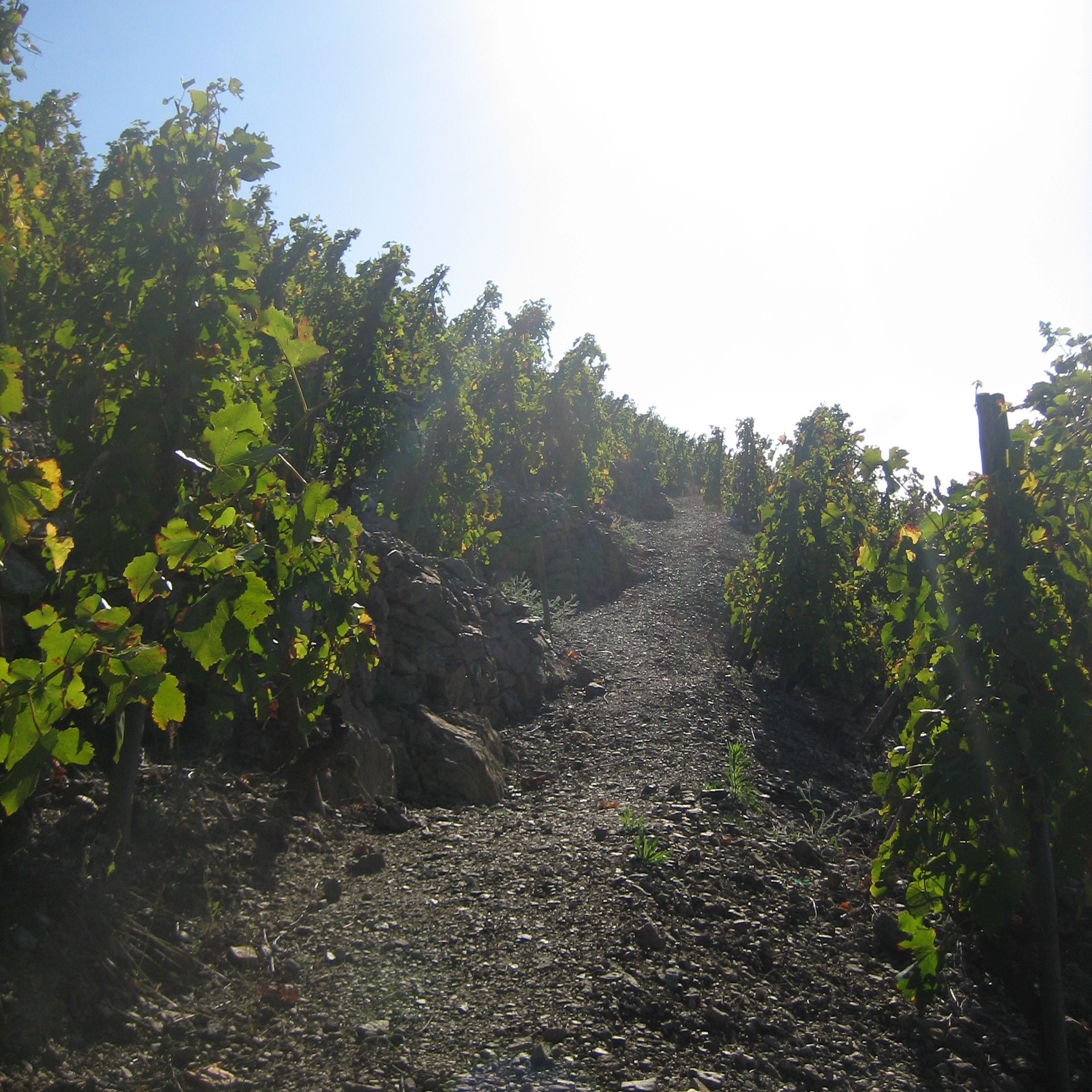 photo ofvineyard 