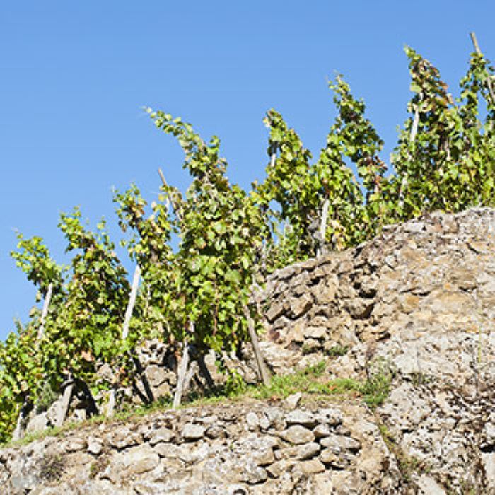 photo of Rhone Vineyard