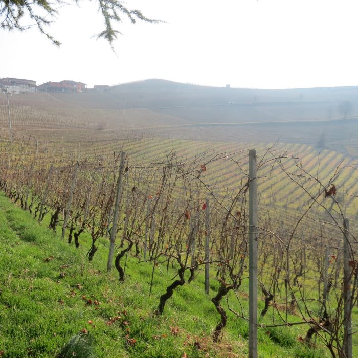 photo of Roagna vineyard