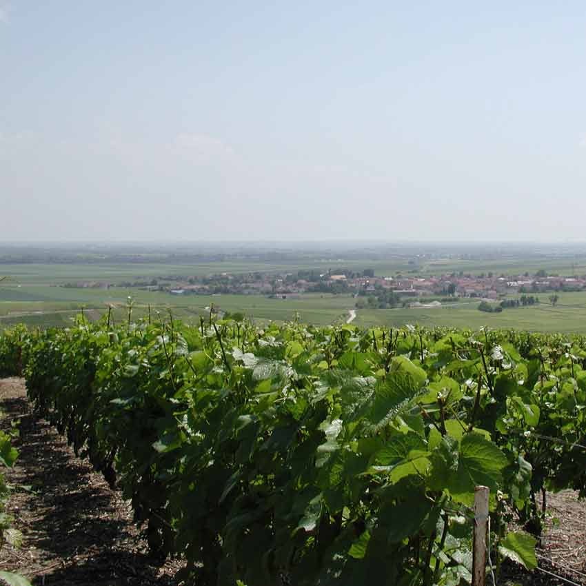 photo of Rodez vineyard