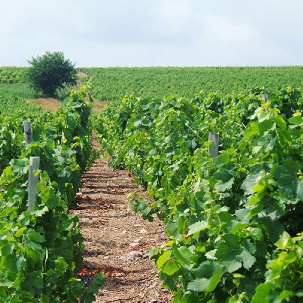 photo of Tardive vineyard