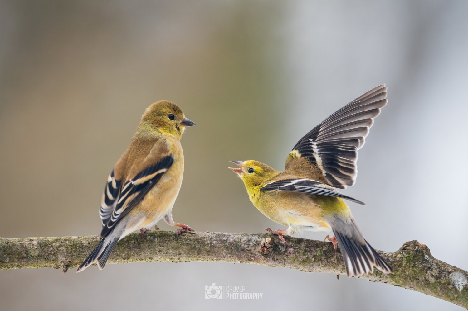 Two American Goldfinches Photo - Galleries Cruver Photography