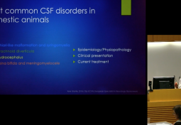 Translation of Human & Veterinary Disease in CSF Disorders