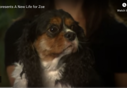 A New Life for Zoe