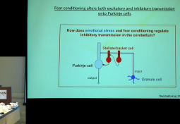 Emotional Stress & Changes in the Neurology of the Cerebellum
