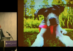 ARYA: THE MIRACLE DOG