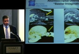 BEYOND CHIARI MALFORMATION: TREATING CHIARI IN DOGS