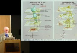 Fine Structure of CSF and Interstitial Fluid Spaces and Their Drainage Pathways from the Human Central Nervous System