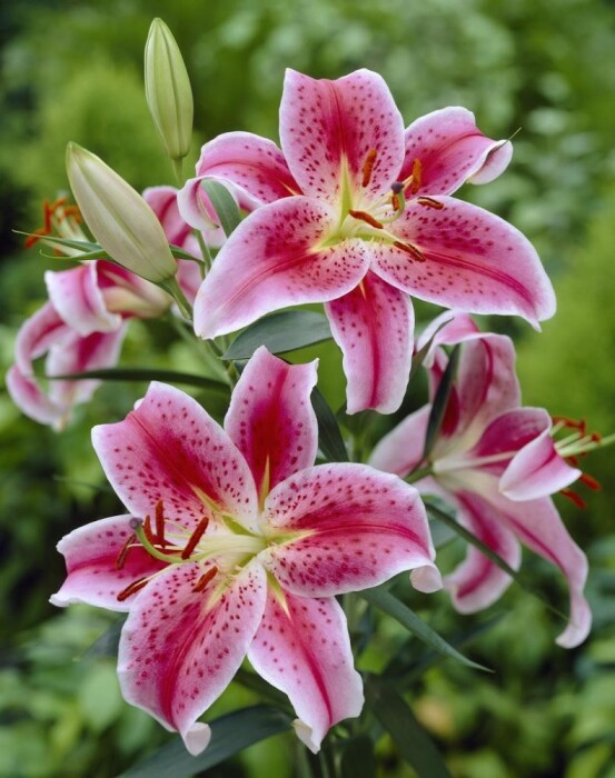 Tribute for Imogene "Jean" Parrish Lawton Ritter Gray Funeral Home