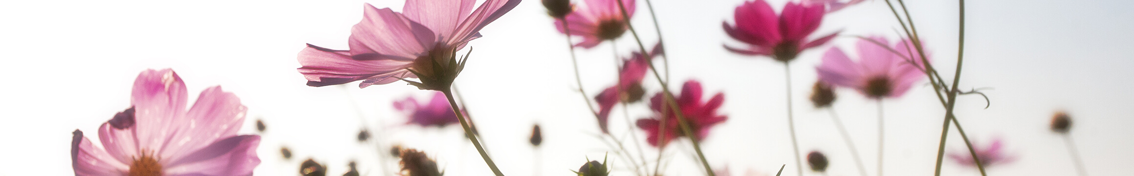 Floral 07