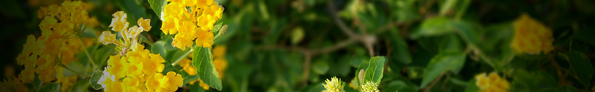 Floral 12