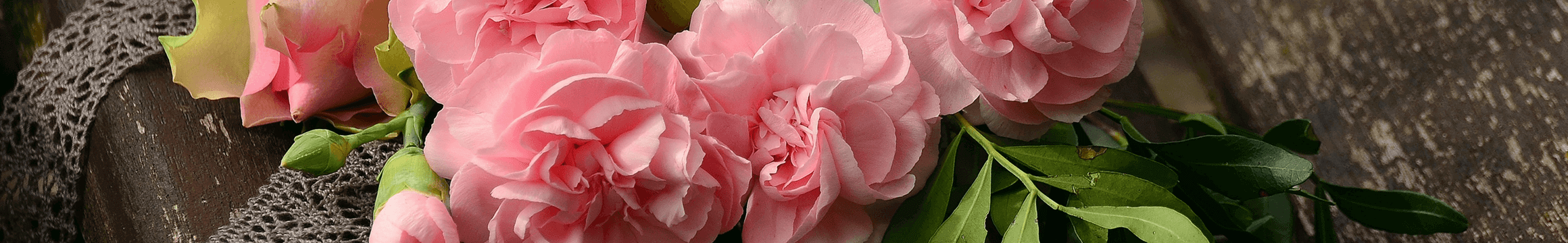 Pink Carnations