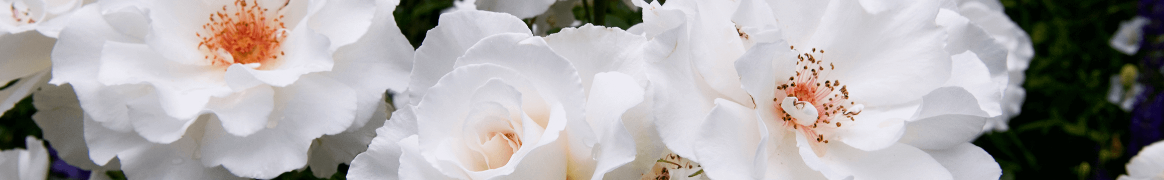 White Blossoms