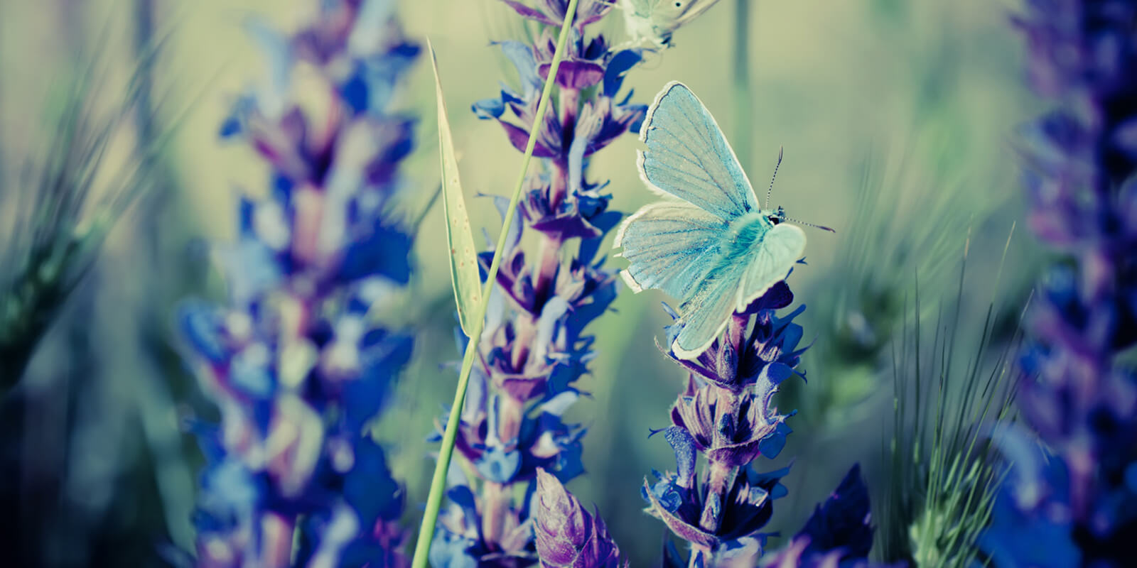 Dwayne R. Spence Funeral Home Canal Winchester & Pickerington, OH