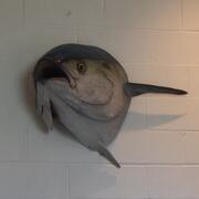 Blanca hiring Sommelier in New York, NY