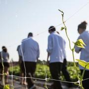 Newport Vineyards hiring Executive Chef in Middletown, RI