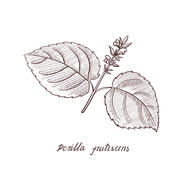 Shiso hiring Retail Associate / Cashier in New York, NY