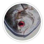 Fishmonger, Nashville hiring Back of House Staff in Nashville, TN