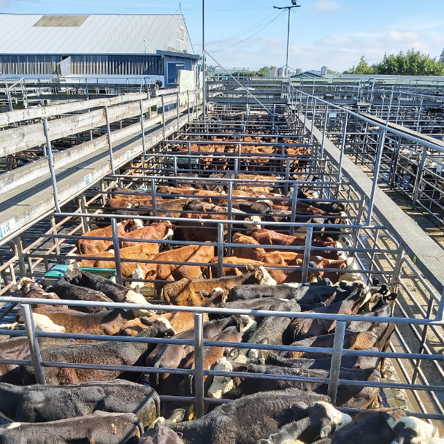 [tessco.agribidder.co.nz]