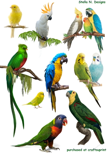 TROPICAL BIRDS - CUP1030003_102747 | Craftsuprint