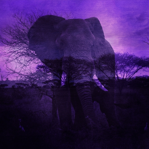 Purple African Elephant & Scenery Digital Paper Background - CUP740078