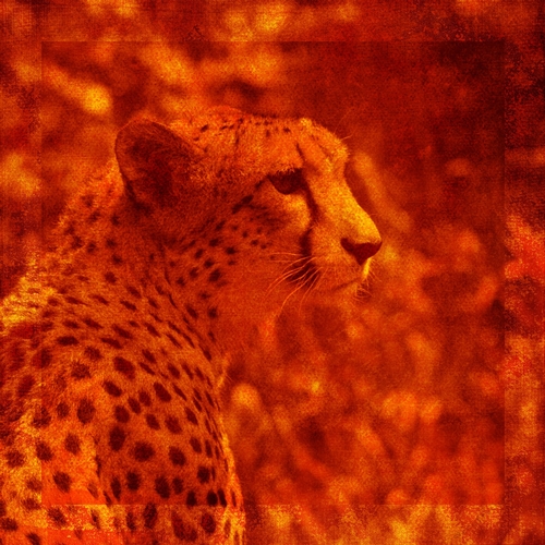 Bright Orange Color African Cheetah Digital Paper Background ...