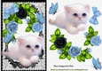 cute fluffy white kitten with blue roses, & butterflies in black lace ...