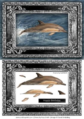 Beautiful Dolphin Quick Card - CUP392441_37 | Craftsuprint