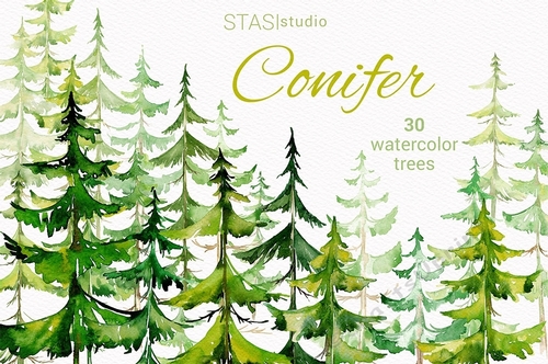 Watercolor Conifer Trees Pine Forest Spruce Hand Painted Wood Clipart ...