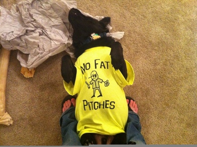 Dog In Tee T-Shirt Photo