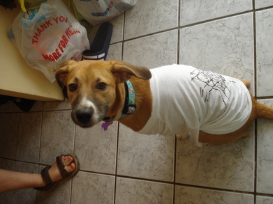 Aafp: Even Loved By Dogs T-Shirt Photo