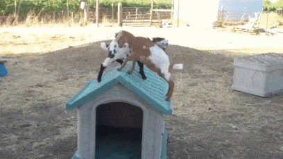 Goat jumping from a roof