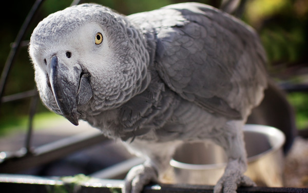 African_Gray_Parrot