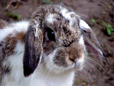 Rabbit Doente