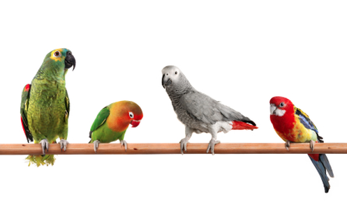 Birds On Perch