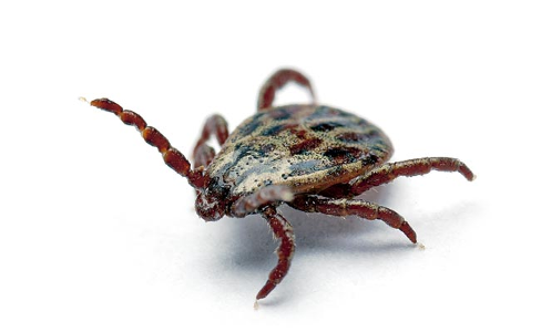 Tick a Ectoparasita