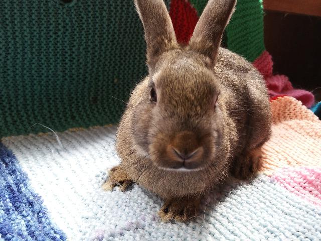 Rabbit